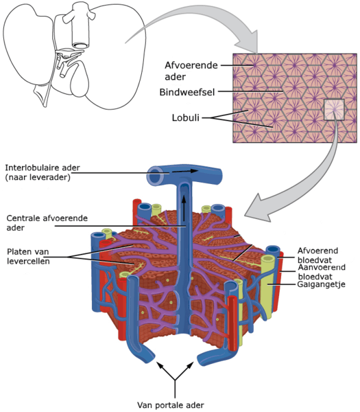 vertaling-microscopic-anatomy-of-liver-lobuli