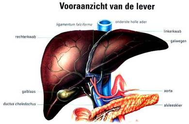 Vooraanzicht van de lever